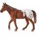 Mojo Appaloosa Hingst, Kastanj