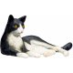 Mojo Katt Svart/Vit